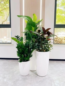 海曙花卉出租方案