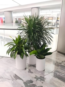 深度解析镇海植物出租方案，满足多样需求